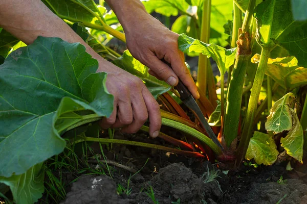 Rhubarbe Dans Jardin Mains Fermier Couper Tige — Photo