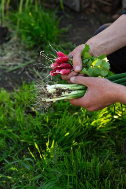 organik bahar, erkeklerin elinde bahçede yetişiyor.