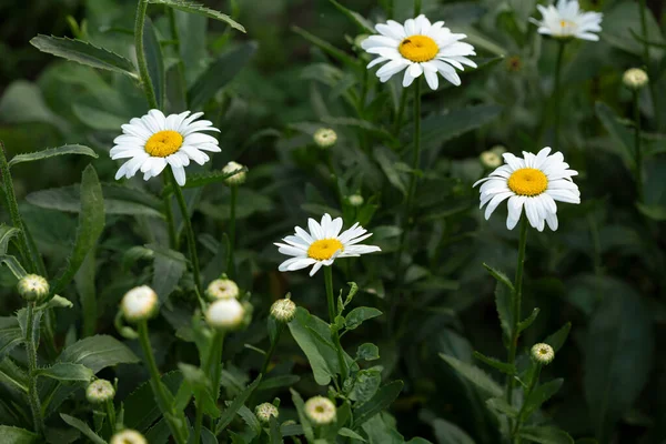 Kwiat Rumianku Zielonym Tle Ogrodu — Zdjęcie stockowe