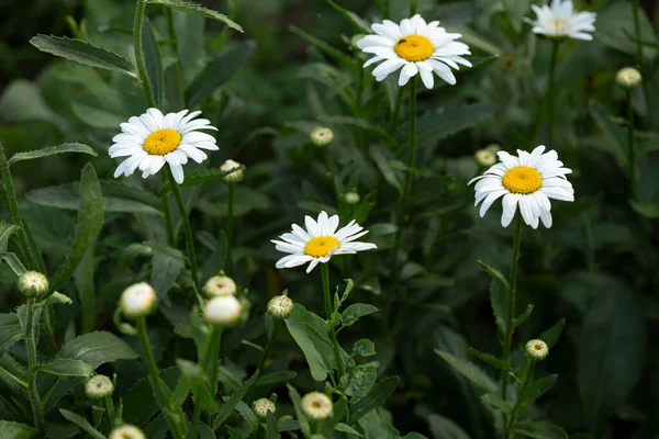 Chamomile Blossom Green Garden Background — Stock Photo, Image