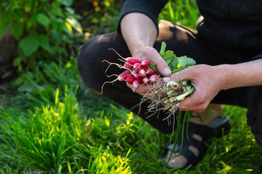 Doğada taze organik ürünler.