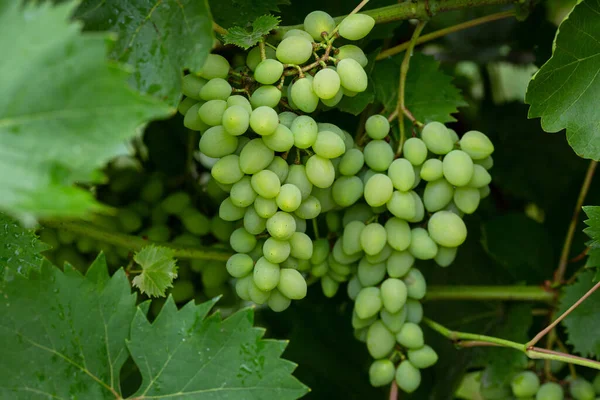 Зелений Десерт Виноград Рослині — стокове фото