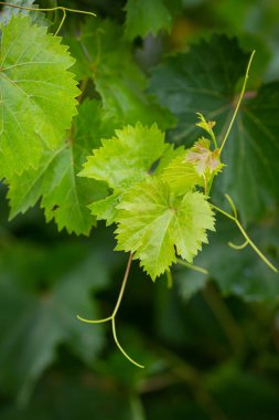 Üzüm dalının genç yeşil yaprakları