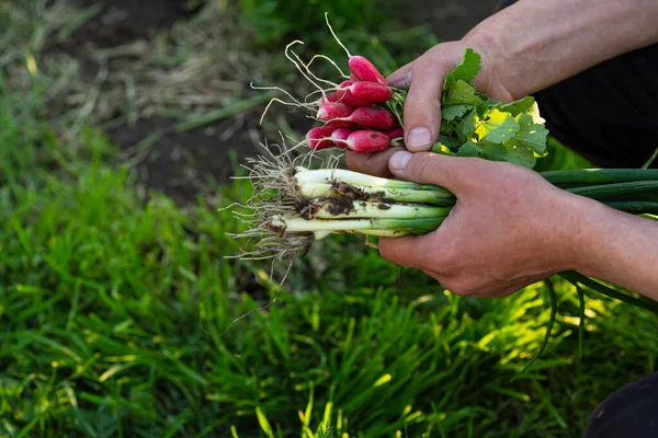 Organic Spring Radish Chives Hands Outdoor — Stock Photo, Image