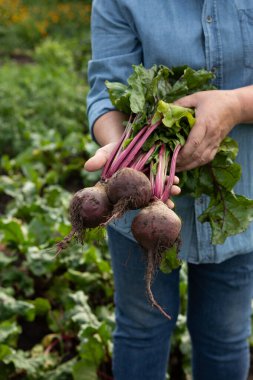 Bir avuç taze pancar kökü sebze bahçesinde