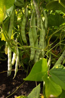 Sebze bahçesindeki yeşil fasulye bitkilerini kapatın.