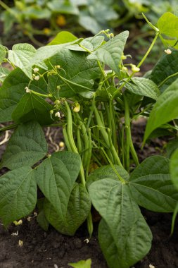 Sebze bahçesindeki yeşil fasulye kuşkonmaz bitkilerini kapatın.