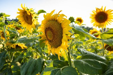 Güneşli doğa tarlalarında açan ayçiçekleri. 