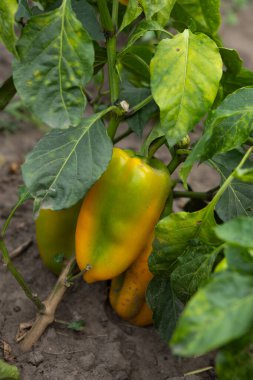 Sarı dolma biber fabrikası açık arazide