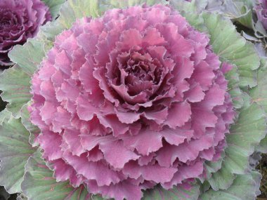 lahana süsleme bahçeleri yaz doğası