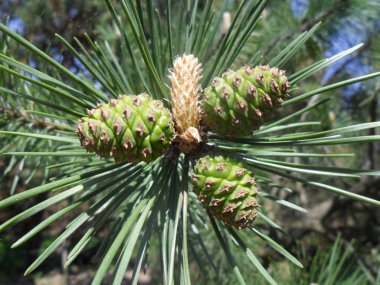 Koni ağaçları doğa yeşili yaz parkı bitkileri iğneler
