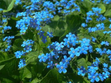  Çiçekler mavi bahçe yaz bitkileri doğa beni unutmaz.