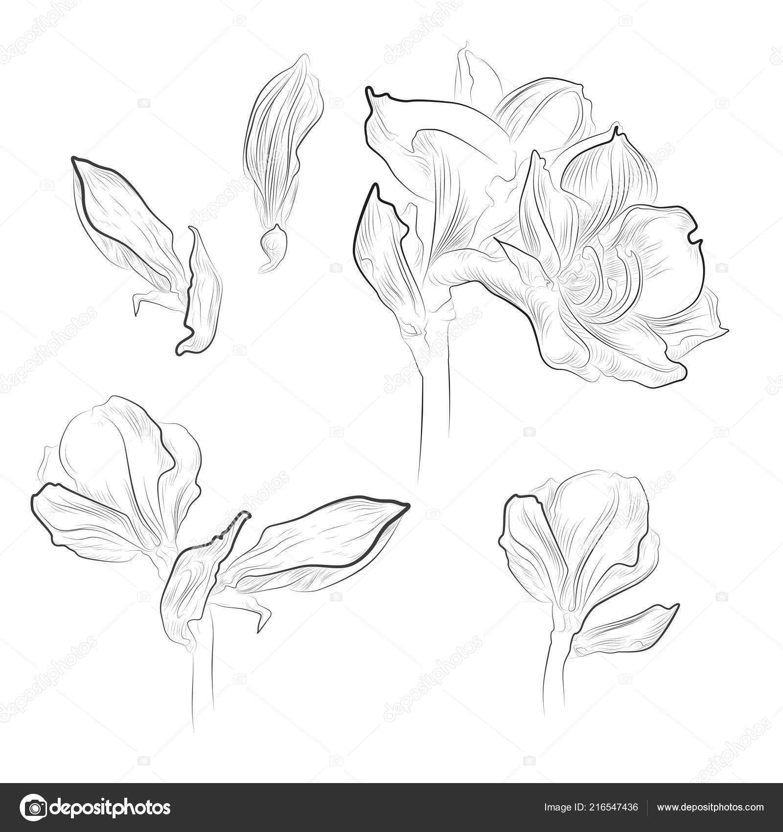 amaryllis flower drawing