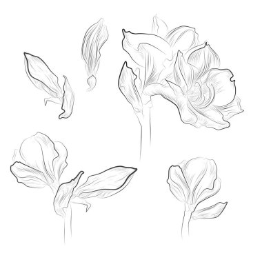 Amaryllis çiçek çizim için beyaz arka plan üzerinde ayarlayın.