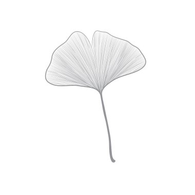 Ginko yaprak çizim için beyaz arka plan üzerinde