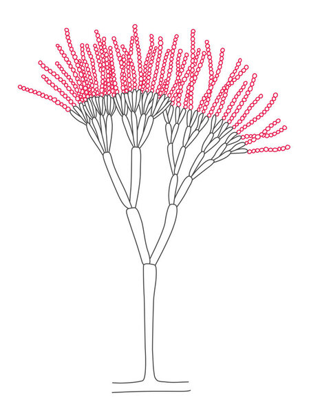 Isolated Penicillium Line Drawing. Grey and Red Natural Structure