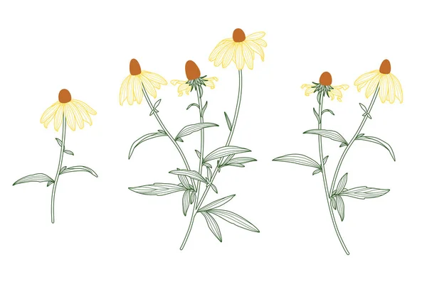ルドベキア花線画ベクトルを白に設定 — ストックベクタ