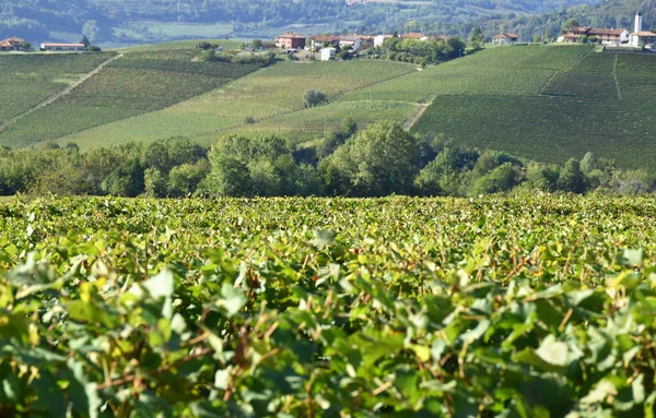 Panorama Viñedos Langhe Italia — Foto de Stock