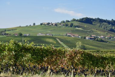 Langhe üzüm bağları, Piedmont 'taki İtalyan şarap üretimiyle ünlüdür..