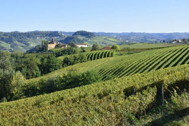 Langhe üzüm bağları, Langhe ise Piedmont 'taki İtalyan şarap üretimiyle ünlüdür..