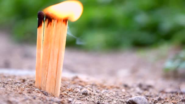 Matchstick Vlam Tuin — Stockvideo