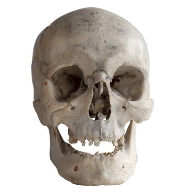 İnsan kafatası izole beyaz, yakın çekim.