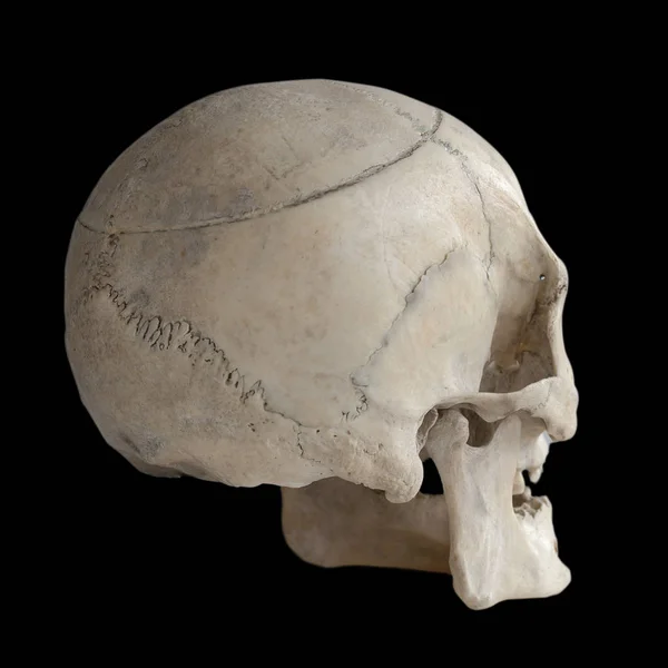 클로즈업에 인간의 두개골 — 스톡 사진