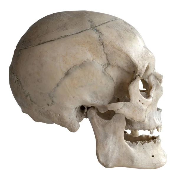 人間の頭蓋骨は白 クローズ アップに分離 — ストック写真