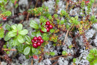 Liken bir arka plan üzerinde İsveç kirazı.