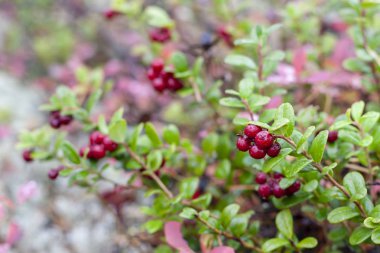 Liken bir arka plan üzerinde İsveç kirazı.