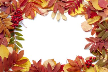 Parlak bir arka plan olarak yaprak. Beyaz izole.