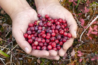 Elinde vahşi kızılcık.