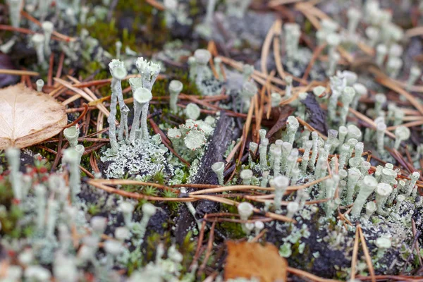 Lichen Cladonia Deformis Outono Close — Fotografia de Stock