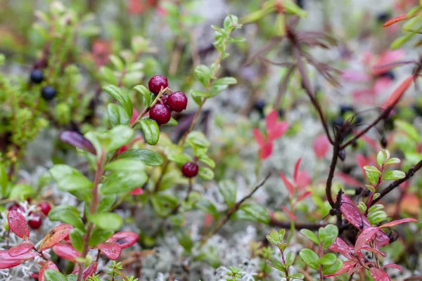 Lingonberry Background Lichen — Stock Photo, Image