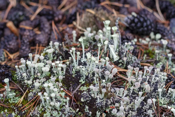 Lichen Cladonia Deformis Otoño Primer Plano — Foto de Stock