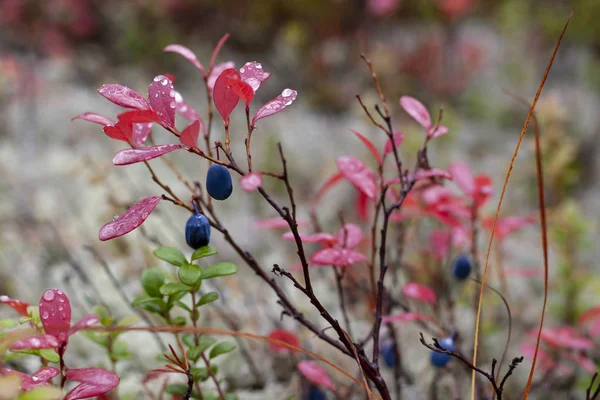 Mature Berries Vaccinium Uliginsum Autumn Forest Bog Whortleberry — Stock Photo, Image