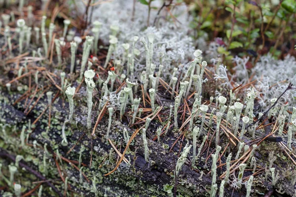 Lichen Cladonia Deformis Outono Close — Fotografia de Stock
