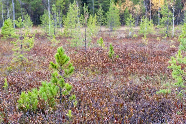 Cedros Jóvenes Otoño Pantano Con Arándanos — Foto de Stock