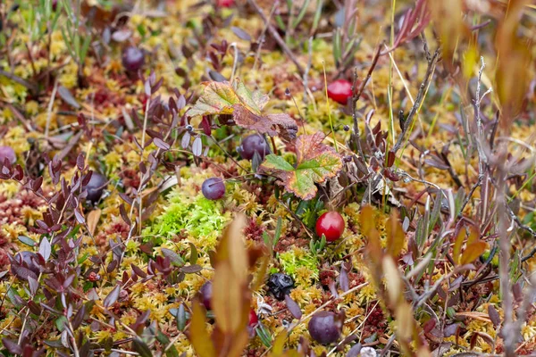 Wild Cranberries Swamp Close — Stock Photo, Image