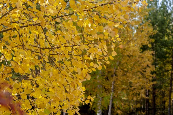 Vergilbte Blätter Eines Baumes Als Hintergrund — Stockfoto