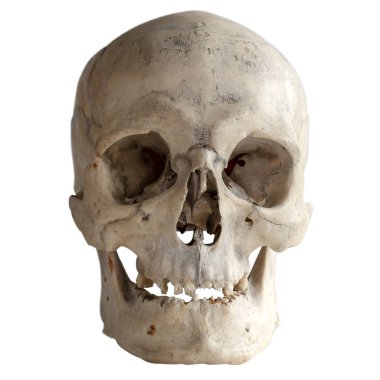 İnsan kafatası izole beyaz, yakın çekim.