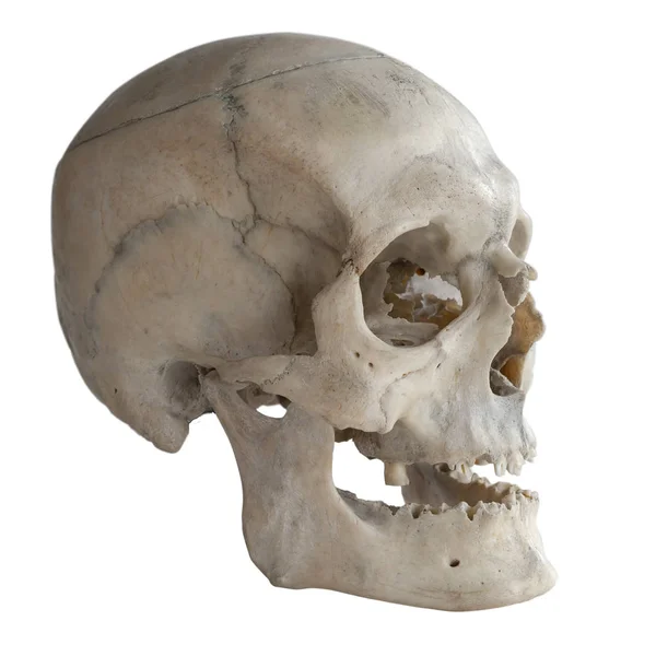 Human Skull Isolated White Close — Stock Photo, Image