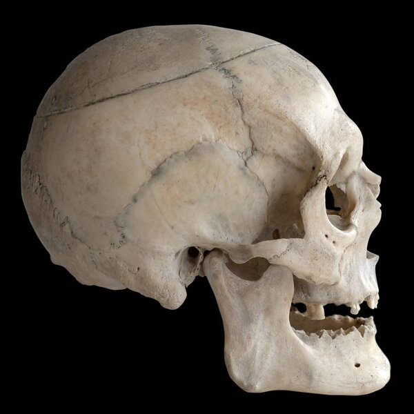 Human skull isolated on black, close-up.