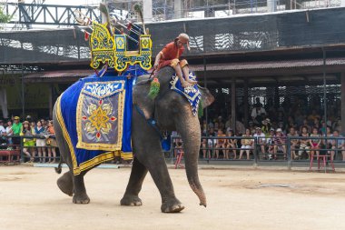 Pattaya, Tayland, 03/22/2014. Eğitilmiş filler gösteri. Halka açık.