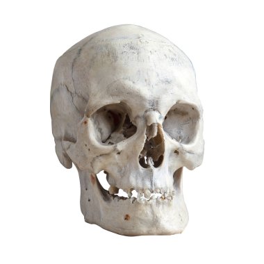 menselijke schedel geïsoleerd op wit.