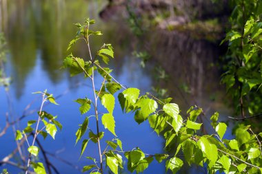 Genç huş ağacı yaprakları su arka planı.