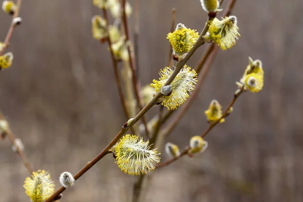 Gula Knoppar Salix Gren Våren — Stockfoto