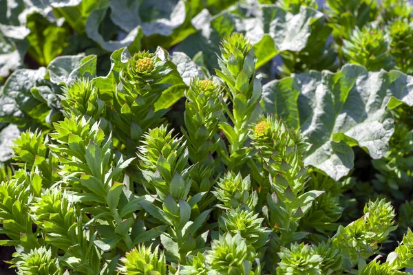 緑の茎イワベンケイのクローズ アップ — ストック写真