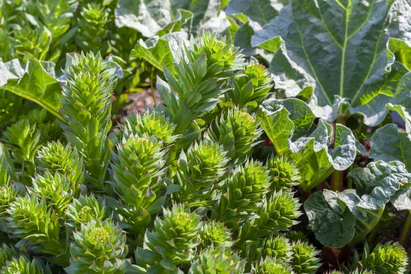 Tiges Vertes Rhodiola Rosea Printemps Gros Plan — Photo