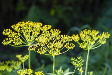 Karanlık bir arka plan üzerinde parlak dereotu çiçek